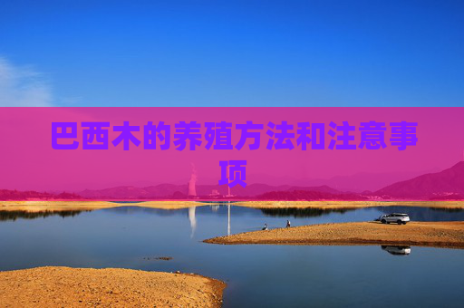 巴西木的养殖方法和注意事项