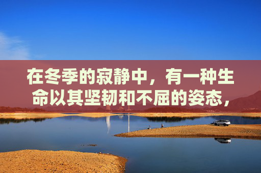 在冬季的寂静中，有一种生命以其坚韧和不屈的姿态，悄然绽放着独特的魅力。它不是春天里争奇斗艳的花朵，也不是夏日里热烈奔放的绿叶，更不是秋天里金黄璀璨的果实，而是那棵在寒风中依然挺立的冬松
