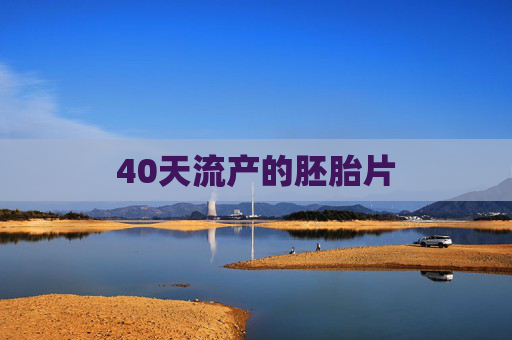 40天流产的胚胎片