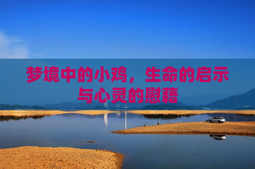 梦境中的小鸡，生命的启示与心灵的慰藉
