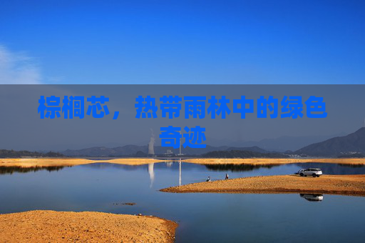 棕榈芯，热带雨林中的绿色奇迹