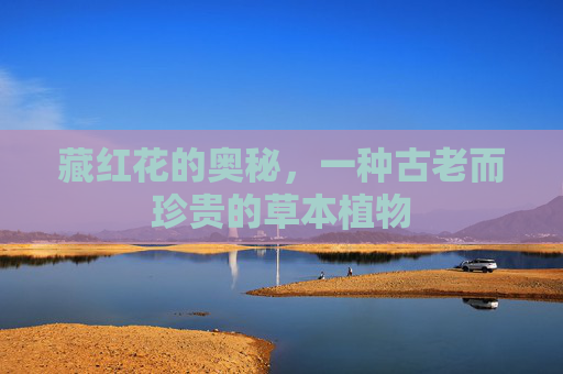 藏红花的奥秘，一种古老而珍贵的草本植物