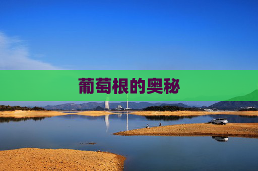 葡萄根的奥秘 葡萄根的奥秘