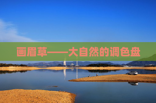 画眉草——大自然的调色盘