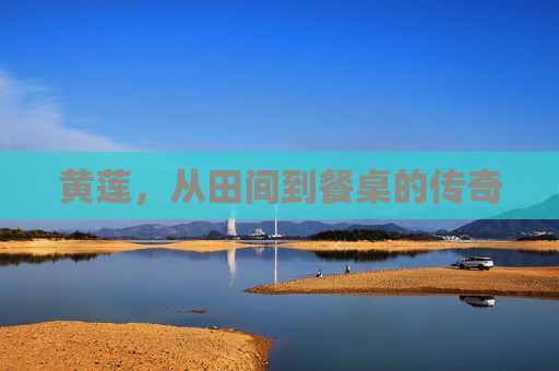 黄莲，从田间到餐桌的传奇