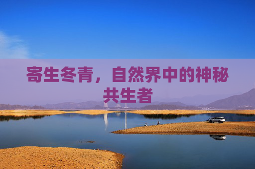 寄生冬青，自然界中的神秘共生者