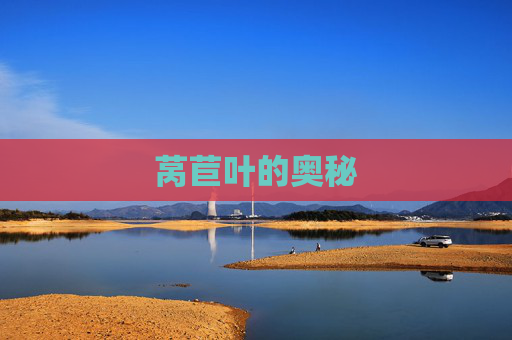 莴苣叶的奥秘
