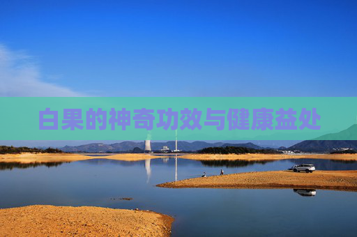 白果的神奇功效与健康益处