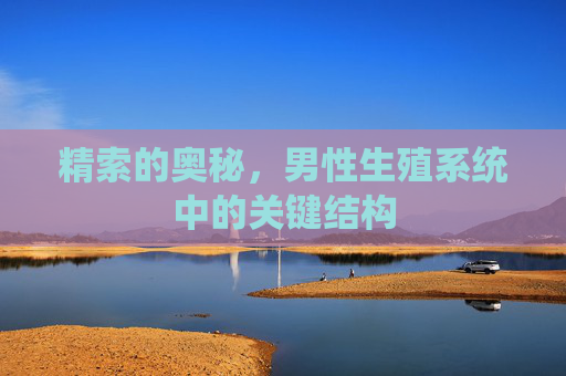 精索的奥秘，男性生殖系统中的关键结构