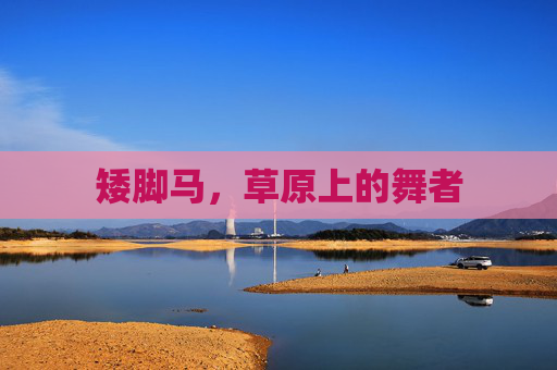 矮脚马，草原上的舞者