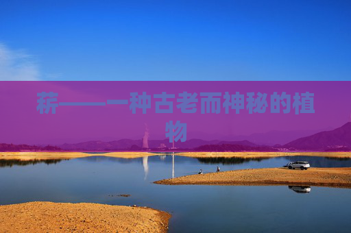 菥——一种古老而神秘的植物