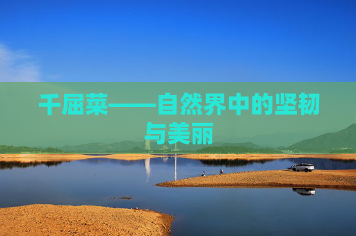 千屈菜——自然界中的坚韧与美丽