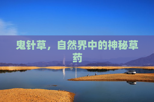 鬼针草，自然界中的神秘草药