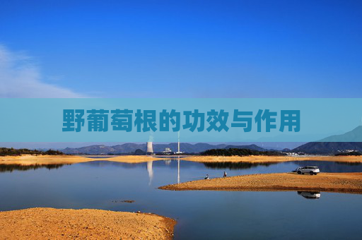 野葡萄根的功效与作用
