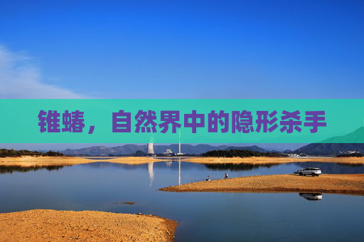 锥蝽,自然界中的隐形杀手 锥蝽,自然界中的隐形杀手
