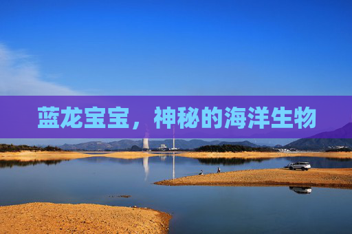 蓝龙宝宝，神秘的海洋生物