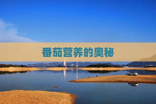 番茄营养的奥秘 番茄营养的奥秘