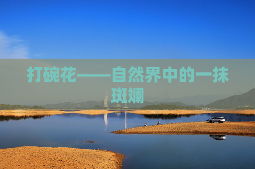 打碗花——自然界中的一抹斑斓 打碗花——自然界中的一抹斑斓