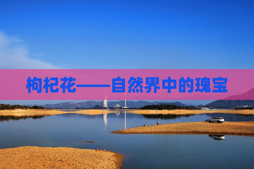 枸杞花——自然界中的瑰宝