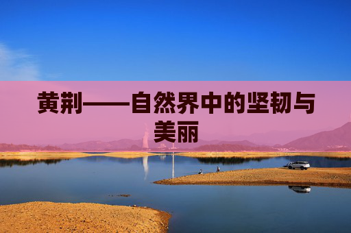 黄荆——自然界中的坚韧与美丽