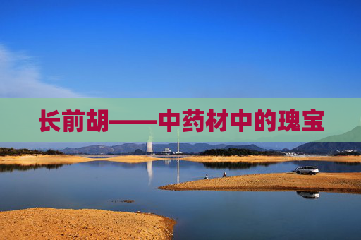 长前胡——中药材中的瑰宝