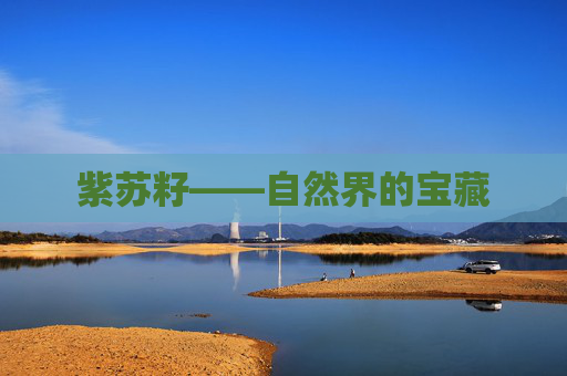 紫苏籽——自然界的宝藏