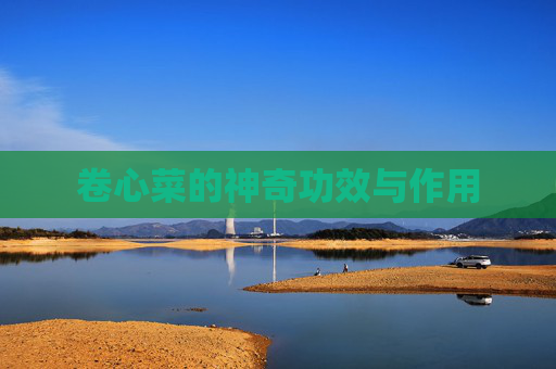 卷心菜的神奇功效与作用