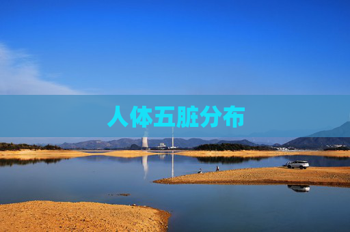 人体五脏分布
