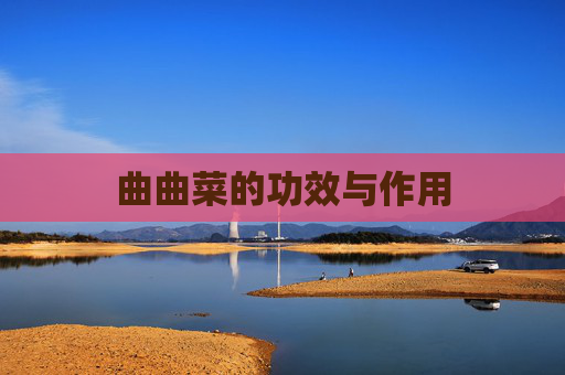 曲曲菜的功效与作用