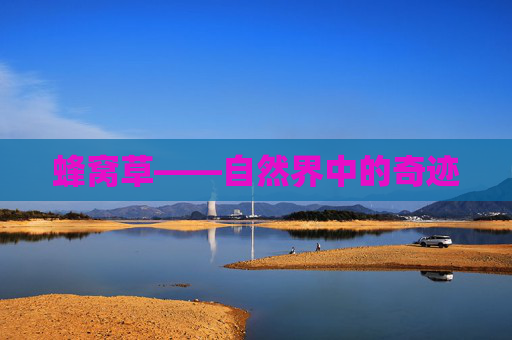 蜂窝草——自然界中的奇迹 蜂窝草——自然界中的奇迹