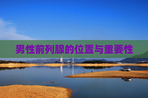 男性前列腺的位置与重要性