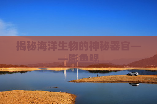 揭秘海洋生物的神秘器官——膨鱼鳃