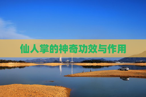 仙人掌的神奇功效与作用